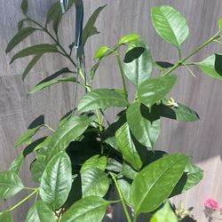Hoya Multiflora Plants