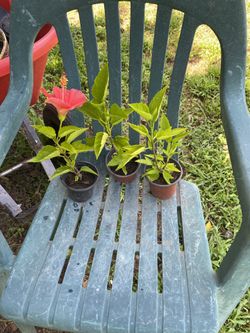 Red tropical Hibiscus Plants