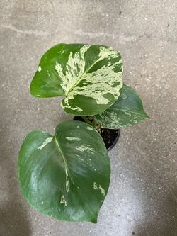 Monstera deliciosa 'Bulbasaur