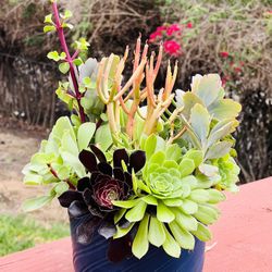 Succulent arrangement