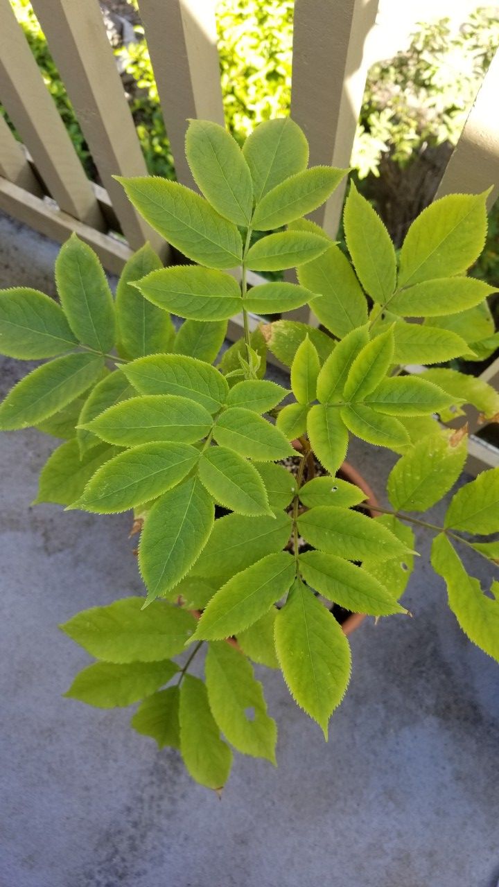 Lovely blue elderberry- Oregon native shrub 10" pot