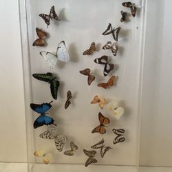 Real Butterfly Artwork
