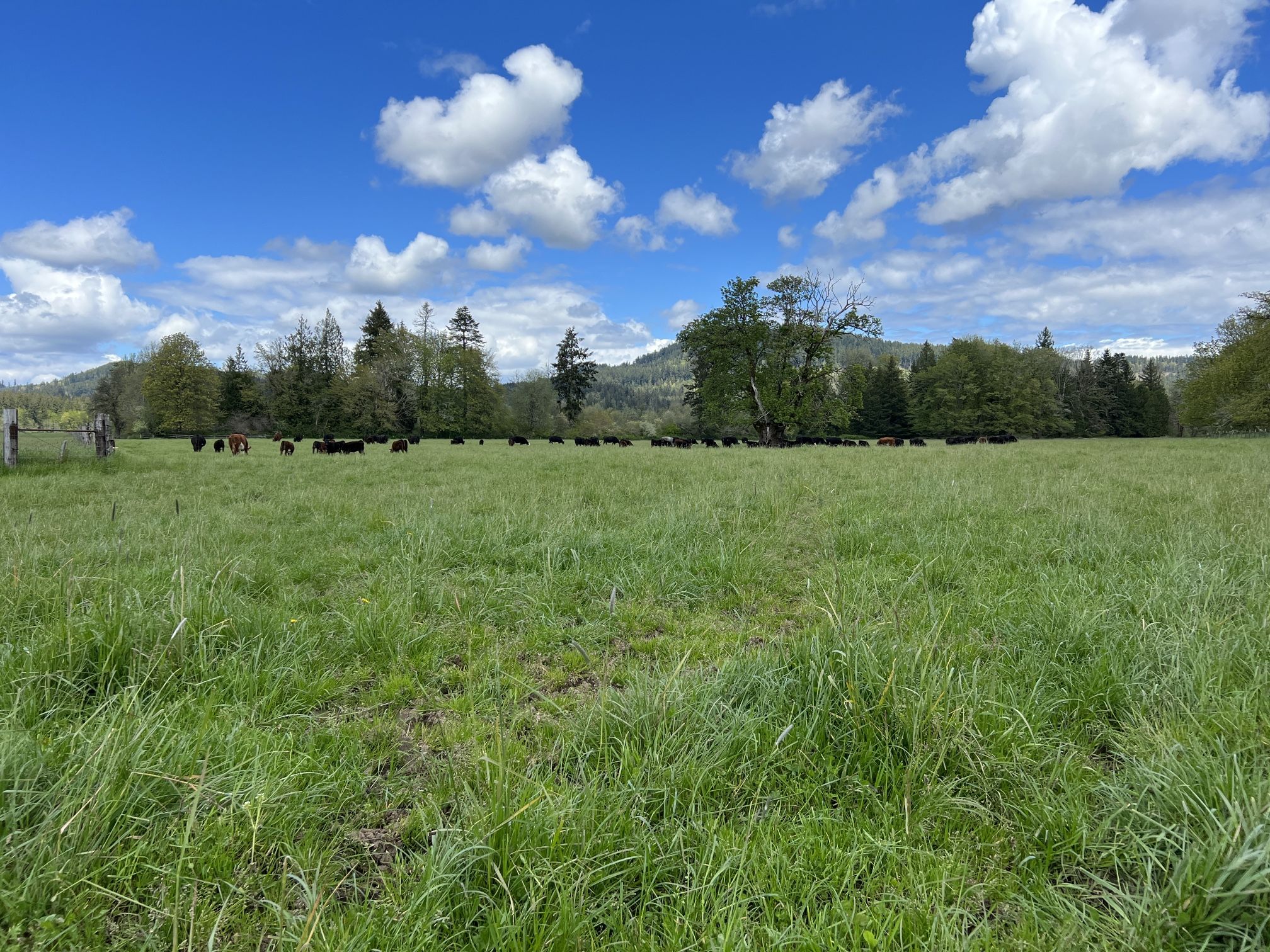 Grass Fed