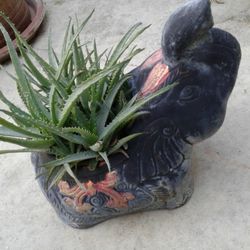 Clay Elephant Pot w/ SUCCULENTS 