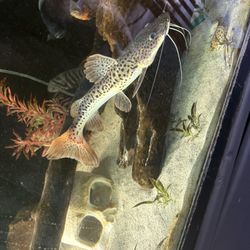 Fish Tank Drift Wood