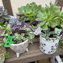 Succulents