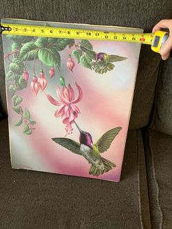Hummingbird photo