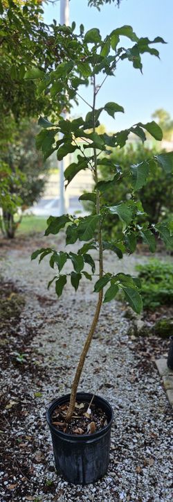 Gumbo Limbo Tree