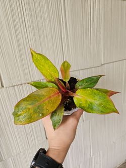 Philodendron Orange Marmalade Plant