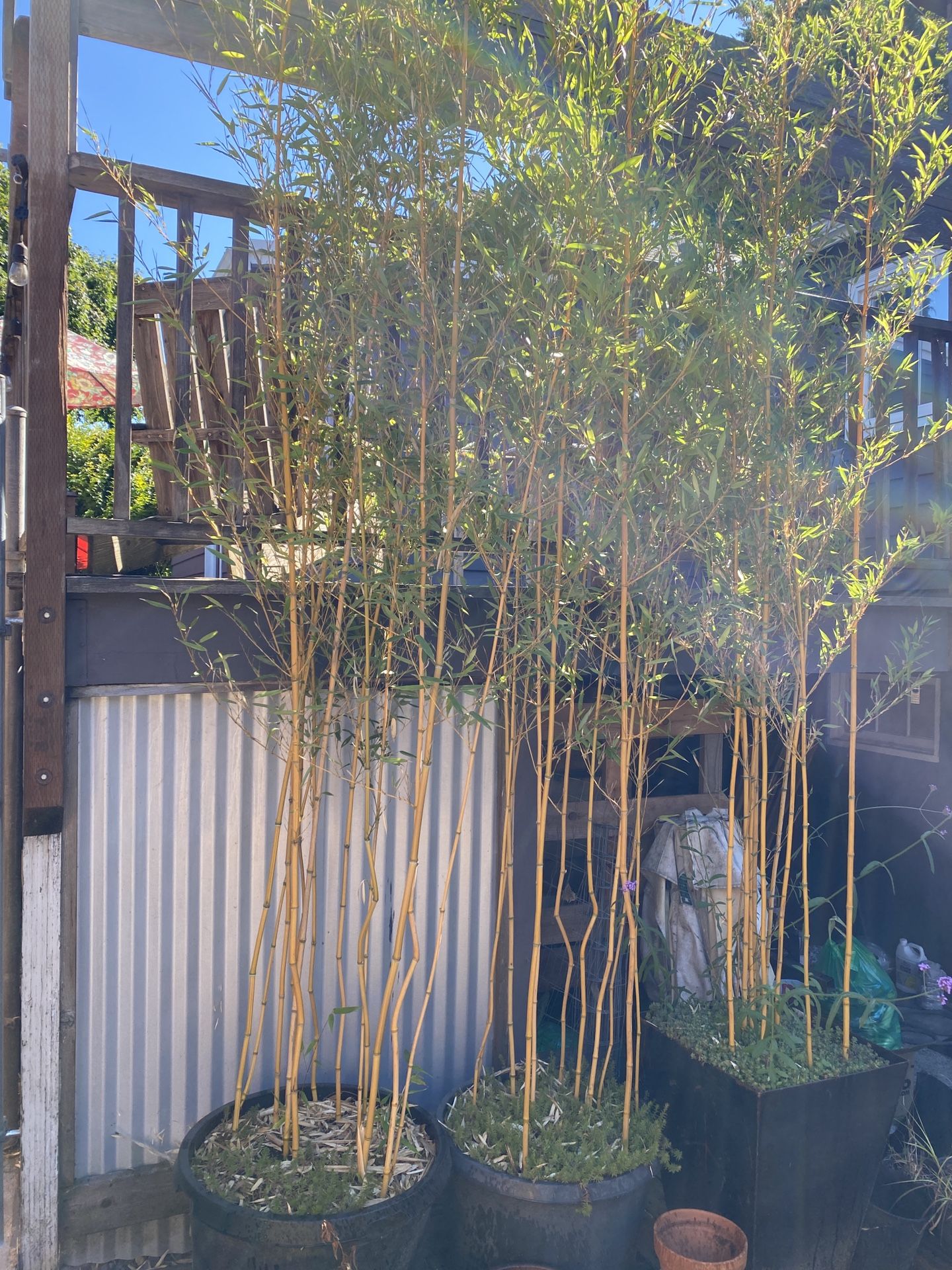 Golden Crookstem Bamboo In #25 Pots