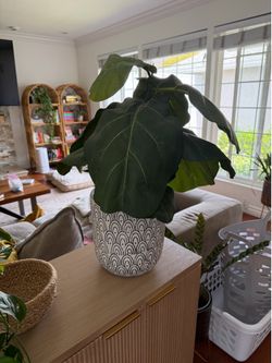 Faux fiddle fig