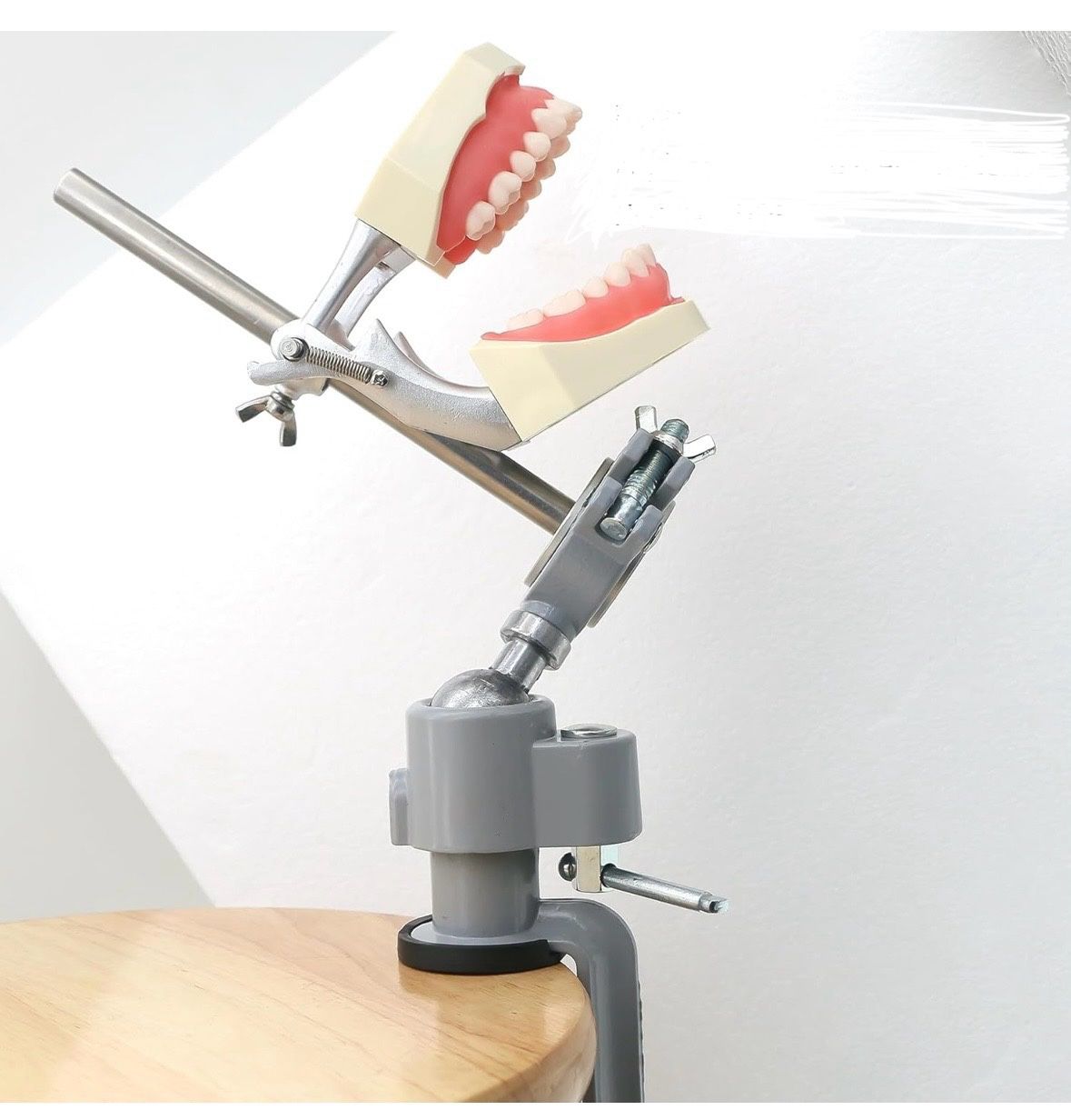 Typodont Mount For Dental Mouth