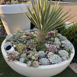 Two Pots Plants Included. 