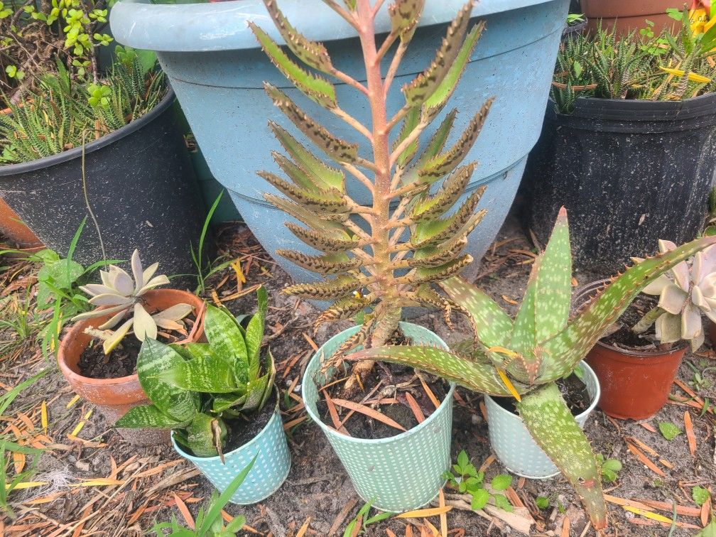 Plants