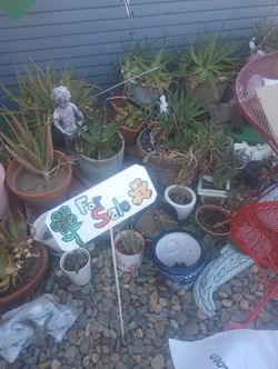 Plants Assorted Ones