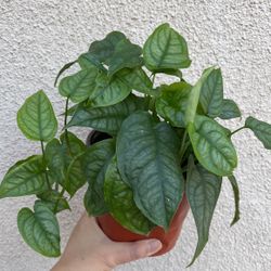 Beautiful Monstera Siltipecana Plant 6’ Pot