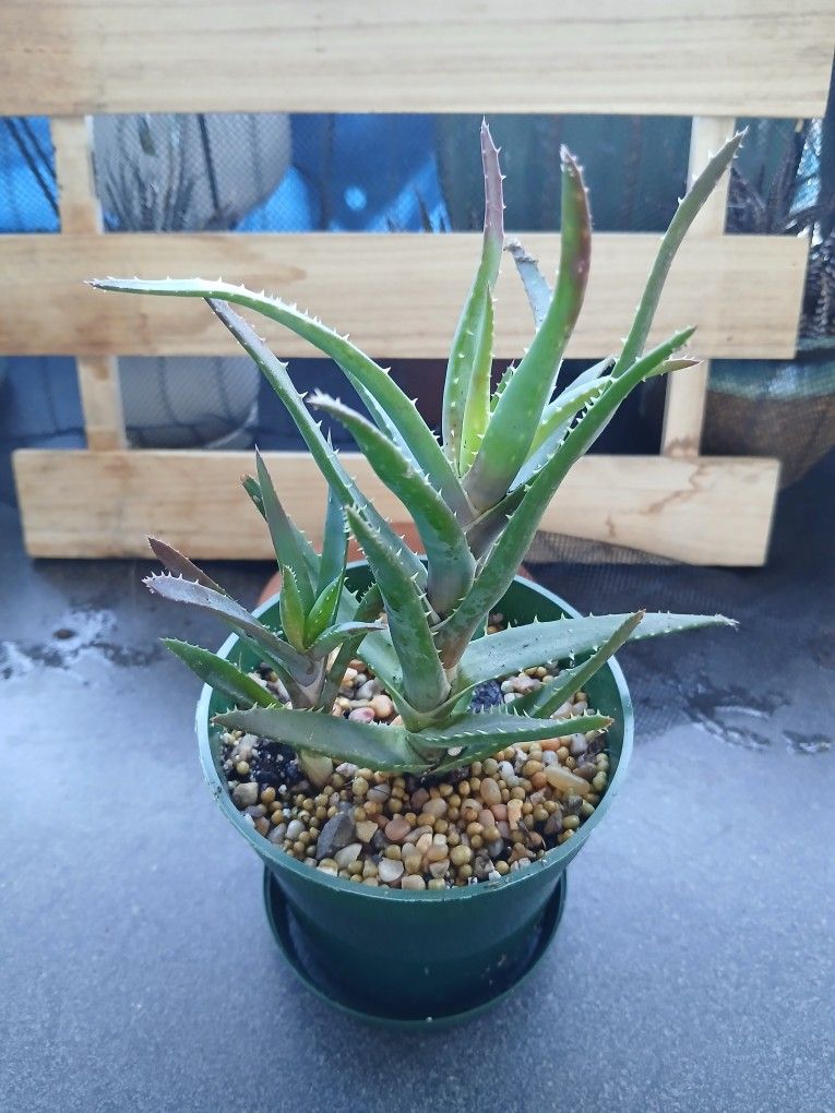 Aloe Plant In Plastic Pot With Dish Available