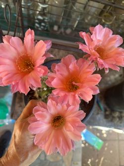 Cactus de Disney
