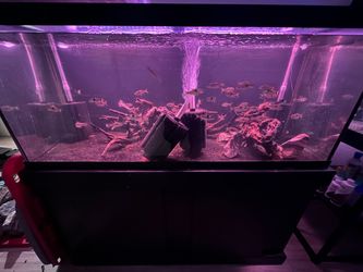 75 gallon fish tank + aquarium stand