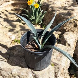 Blue Agave Plant Many To Choose From  $25 Each Pick Up @ 19th Ave & Glendale 