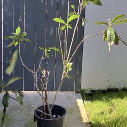 Loquat Tree / níspero