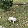 Leslie