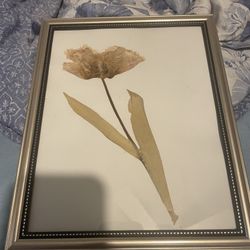 Pressed Tulip In Frame
