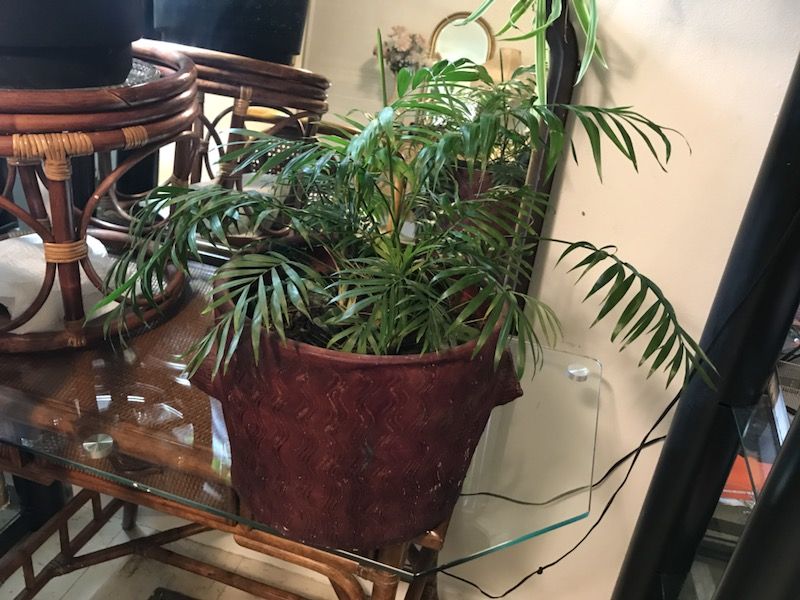House plant with bamboo pot