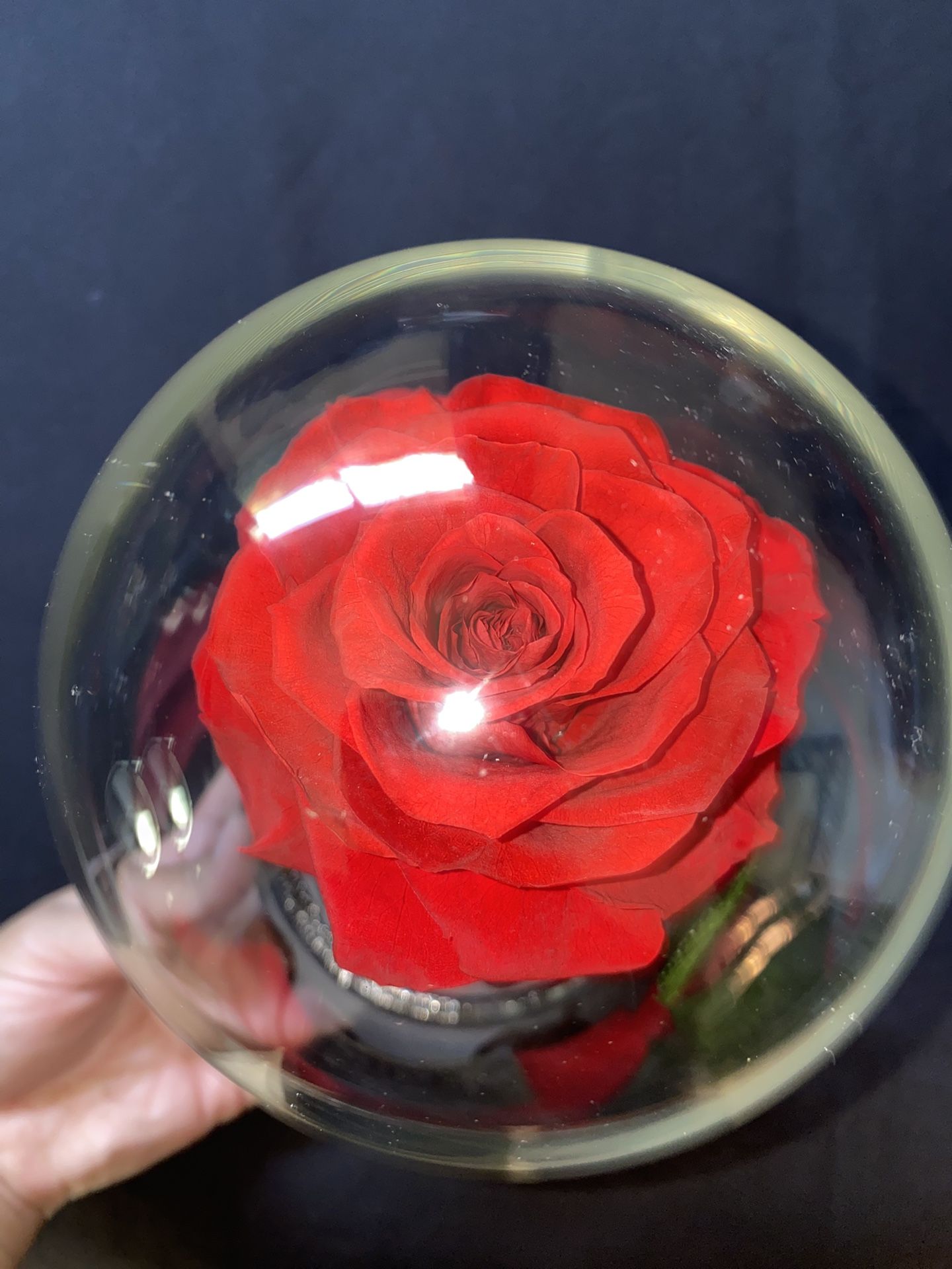 Eternal Rose for Sale in Stockton, CA - OfferUp