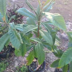 2  Loquet Tree 