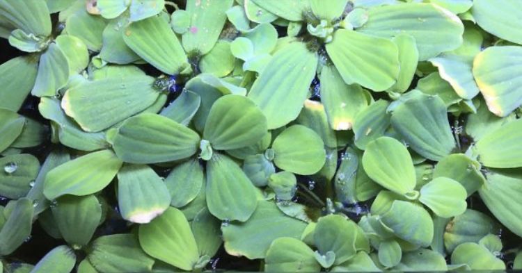 Water Lettuce Floating Aquarium Or Pond Plants