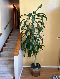 Plant