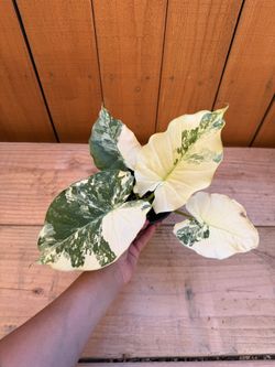 Alocasia odora variegata 4”