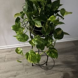Pothos Plants