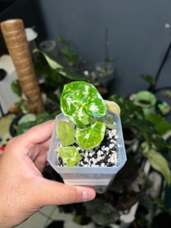 Variegated Alocasia Frydek established TC