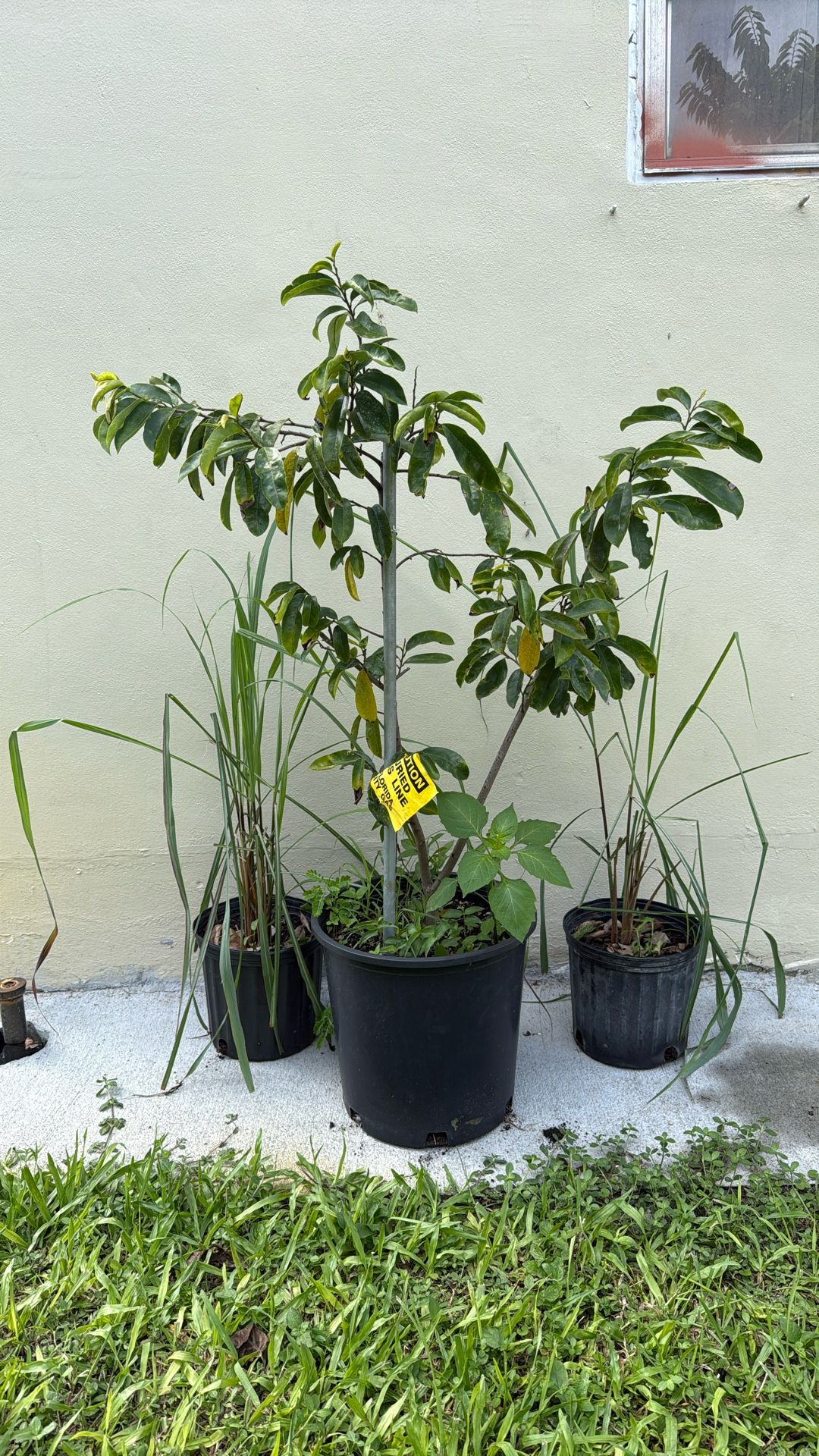 Guanabana Injertada Grafted. 45 Dollars
