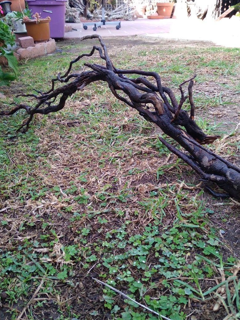 Beautiful Natural Aquarium Terrarium Wood