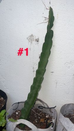 DRAGON FRUIT CUTTINGS Fully Rooted Rare/cool 