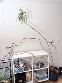 FREE - Needs RESCUE - Rare Dracaena Dragon Tree 7ft
