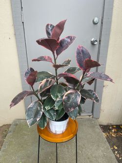 Ficus Elastica Ruby Rubber Tree House Plant 6” Pot