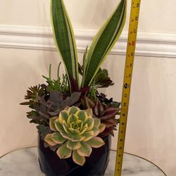Large Succulent Arrangement 