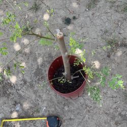 Moringa Plant