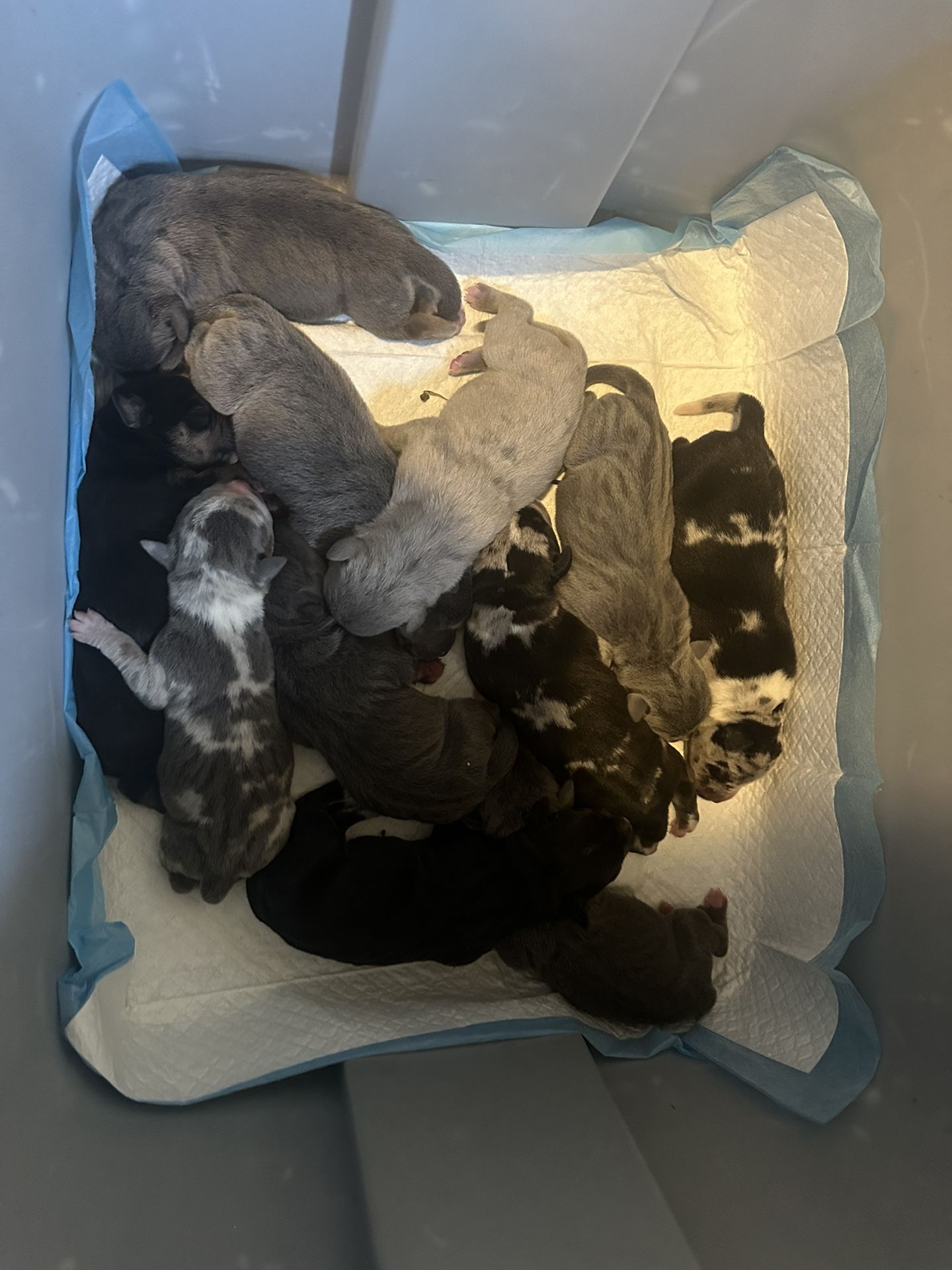 ABKC American Bullies