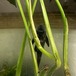 PLECO
