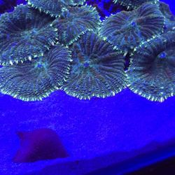 Soft Corals Green Mushrooms  1/2 Dollar Size 