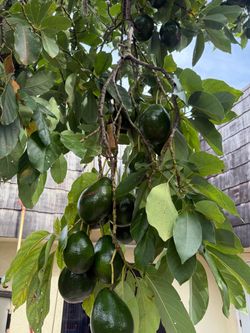 Fresh Avocados Straight from the Tree