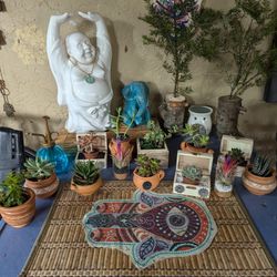 Succulents For Sale