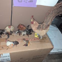ROOSTER COLLECTION
