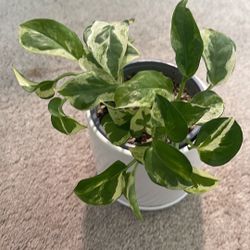 Pearls And Jade Pothos