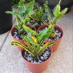Croton plants$7-$10 Each pot